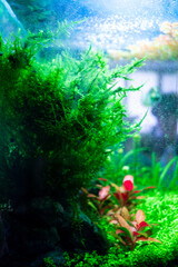 Algae in a dirty home aquarium, moss sp. giant South America covered with different types of algae