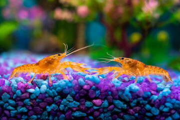 Cambarellus patzcuarensis orange, mating games of freshwater dwarf crayfish in a home aquarium