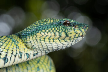 Tropidolaemus subannulatus wagleri viper closeup on branch, Tropidolaemus subannulatus closeup, Closeup snake