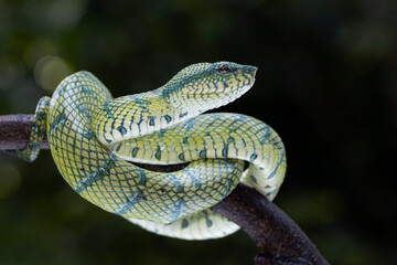 Tropidolaemus subannulatus wagleri viper closeup on branch, Tropidolaemus subannulatus closeup, Closeup snake