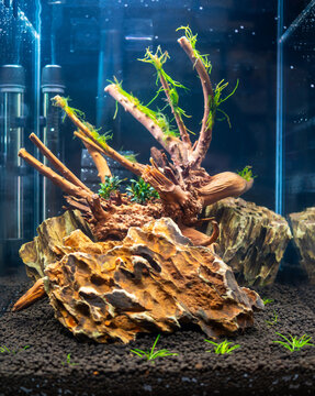 Launch of a new aquascaping with driftwood and dragonstone on soil with plants, freshwater aquarium