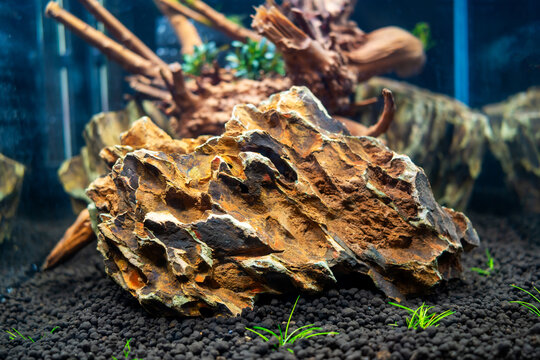 Launch of a new aquascaping with driftwood and dragonstone on soil with plants, freshwater aquarium