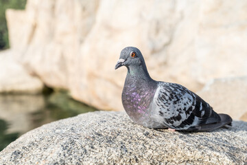 【動物】座っているハト　鳥
