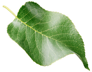 Pear leaf isolated on white background. Fruit green leaf with clipping path