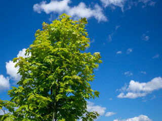 The top of a tree against a blue sky and clouds. Maple with green foliage.