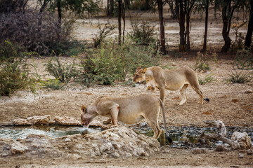 Naklejka na ściany i meble Two African lioness drinking in waterhole in Kgalagadi transfrontier park, South Africa; Specie panthera leo family of felidae