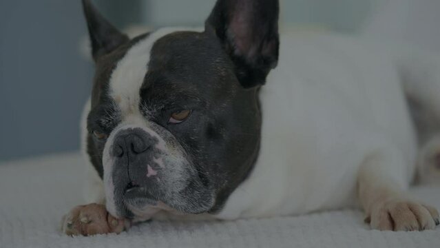 bored french bulldog lying on the sofa then looking to the camera with interest