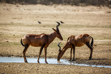 Two Hartebeest drinking at waterhole in Kgalagadi transfrontier park, South Africa; specie Alcelaphus buselaphus family of Bovidae