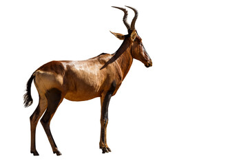 Hartebeest isolated in white background in Kgalagadi transfrontier park, South Africa; specie Alcelaphus buselaphus family of Bovidae - Powered by Adobe