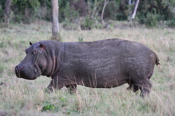 Hippo wounded by lion cubs escapes from predators