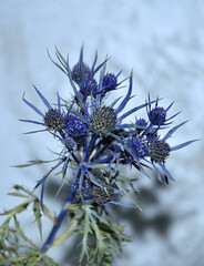 ostre osty w łagodnym świetle © Slawomir