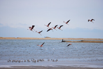 Humedales de Punta Balcones, Talara, Perú.