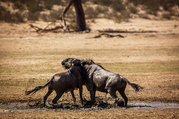 Two Blue wildebeest bull fighting in waterhole in Kgalagadi transfrontier park, South Africa ;...