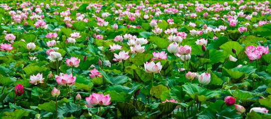 Panoramic of blooming Lotus flower on Green blurred background.Colorful water lily or lotus flower...