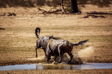 Two Blue wildebeest bull fighting in waterhole in Kgalagadi transfrontier park, South Africa ;...