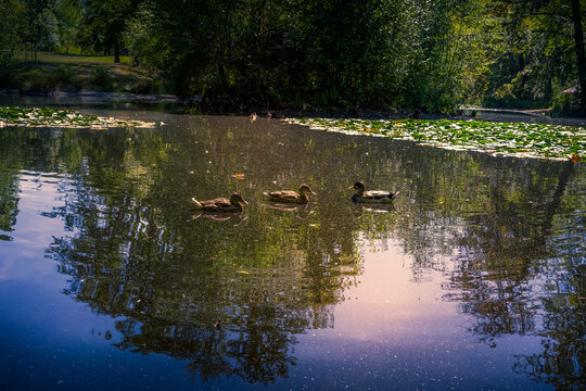 Drei Wasser Enten im Teich.