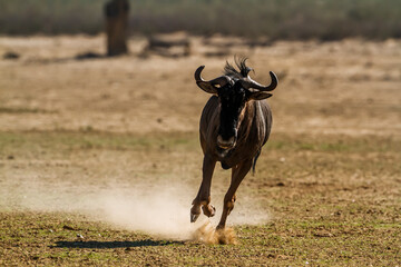 Blue wildebeest running front view in dry land in Kgalagadi transfrontier park, South Africa ; Specie Connochaetes taurinus family of Bovidae - obrazy, fototapety, plakaty