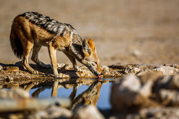Black backed jackal drinking at waterhole in Kgalagadi transfrontier park, South Africa ; Specie Canis mesomelas family of Canidae