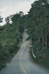 Mountain forests, roads with dense pine forests in the mountains