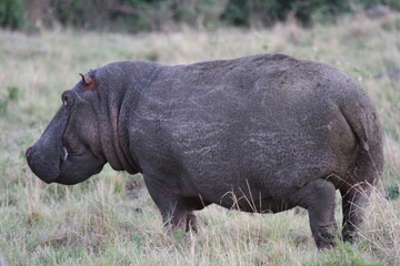 Hippo wounded by lion cubs escapes from predators