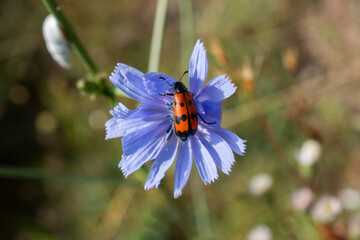 Insect feeding on a flower