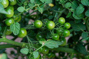 A branch with green, ripening cherry tomatoes. Vegetables grown in our own garden. High quality photo
