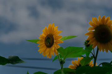 sunflowers against the sky.the scent of summer