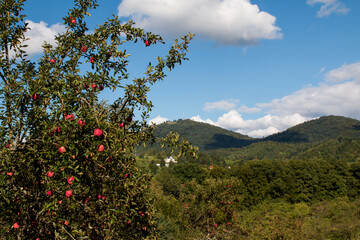 Fototapeta premium Apfelblüte, Blüte im öffentlichen Obstgut Leisberg Baden-Baden , mit Blick auf die Battert Felsen