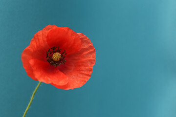 poppy flower on blue background