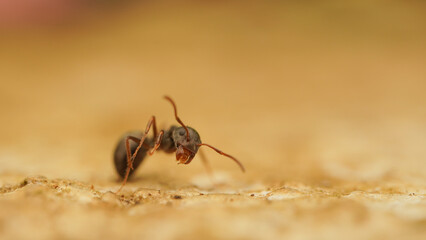 macro ant on the ground