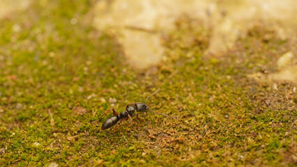 ants on the ground