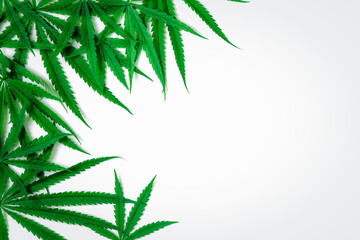 Fototapeta na wymiar Top view of Cannabis leaf on white background,
