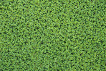 Top view picture of Azolla pinnata is an aquatic plant in Family Salviniaceae. 