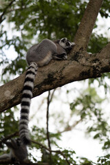 Lemur against a green background. Portrait of a ring-tailed lemur. Lemuriformes.