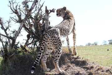 Female cheetah on a hill turning around looking for prey