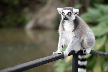 Lemur against a green background. Portrait of a ring-tailed lemur. Lemuriformes.