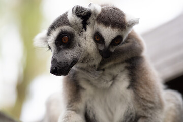 Lemur against a green background. Portrait of a ring-tailed lemur. Lemuriformes.