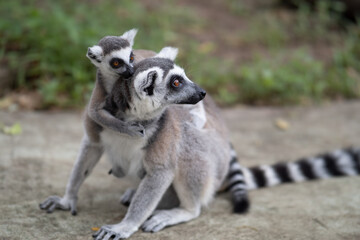 Obraz premium Lemur against a green background. Portrait of a ring-tailed lemur. Lemuriformes.