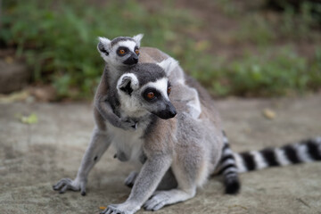 Lemur against a green background. Portrait of a ring-tailed lemur. Lemuriformes.