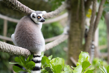 Lemur against a green background. Portrait of a ring-tailed lemur. Lemuriformes.
