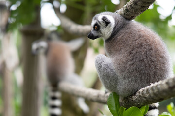 Lemur against a green background. Portrait of a ring-tailed lemur. Lemuriformes.