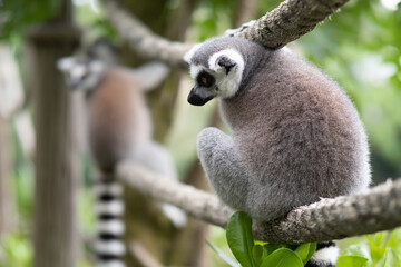 Lemur against a green background. Portrait of a ring-tailed lemur. Lemuriformes.