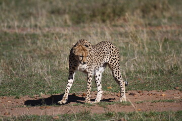 Female looking aroung for prey in Maasai Mara