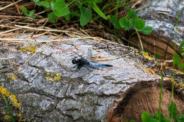 the dragonfly is sitting on the tree