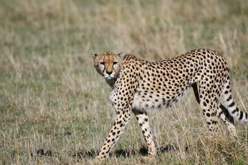 Fototapeta na wymiar Female looking aroung for prey in Maasai Mara