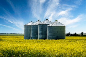 Row of grain bins standing on a blooming yellow mustard seed field on the Alberta prairies in Kneehill County Canada.