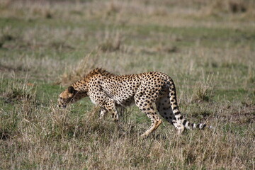 Female cheetah sniffing ground looking aroung for prey in Maasai Mara