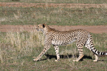 Female looking aroung for prey in Maasai Mara