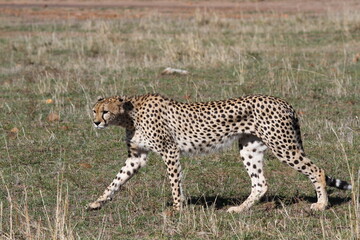 Female looking aroung for prey in Maasai Mara