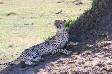 Female cheetah resting in the shade of a termite hill